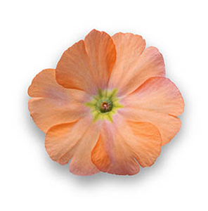 SWEETP PETAL