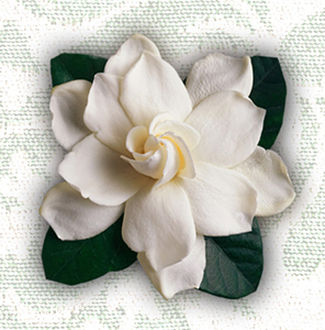 gardenia small